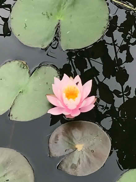 Photo of free Water lily rhizomes (Stoke Hill, Exeter EX4) #1