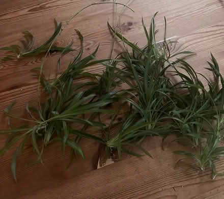 Photo of free Baby spider plants (Cambridge CB1 (Romsey)) #1