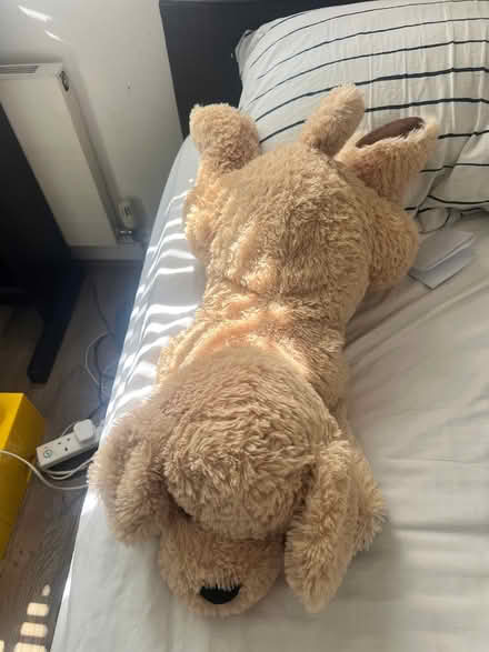 Photo of free Stuffed dog toy (CR8) #3