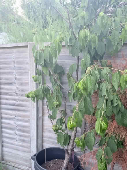 Photo of free Sweet Cherry Tree (Woking GU22) #3