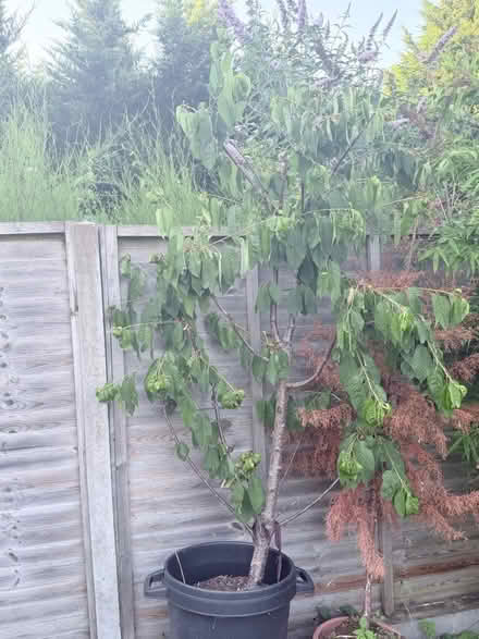 Photo of free Sweet Cherry Tree (Woking GU22) #2