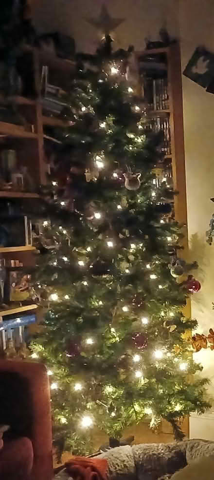Photo of free Christmas Tree (Woodseats S8) #1