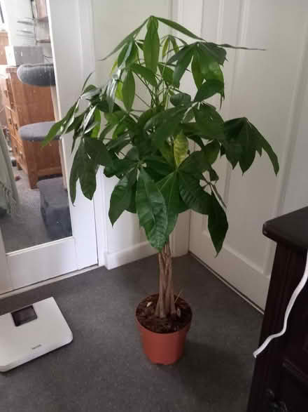 Photo of free Big plant (Aspley NG8) #1