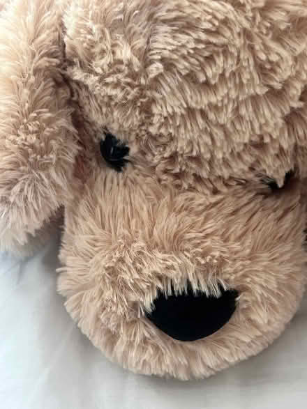 Photo of free Stuffed dog toy (CR8) #4
