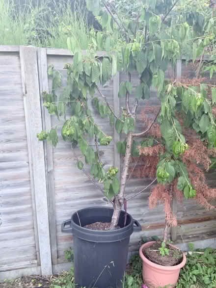 Photo of free Sweet Cherry Tree (Woking GU22) #1