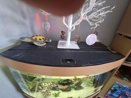Photo of free Fish tank (Hillsborough S6) #2