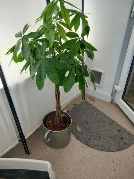 Photo of free Big plant (Aspley NG8) #2