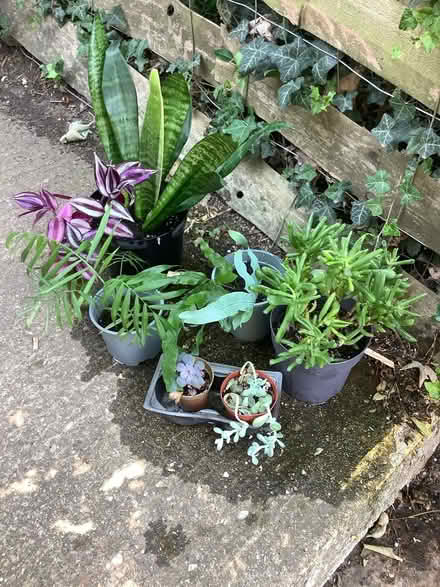 Photo of free House plants (Hatfield AL10) #1