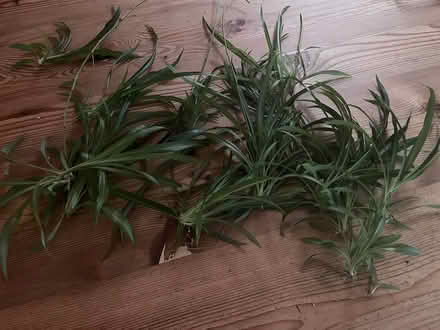 Photo of free Baby spider plants (Cambridge CB1 (Romsey)) #2