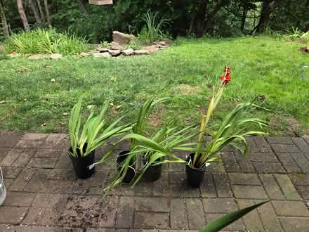 Photo of free 4 Orange Gladiolus in pots (Allison Park-- Hampton) #1