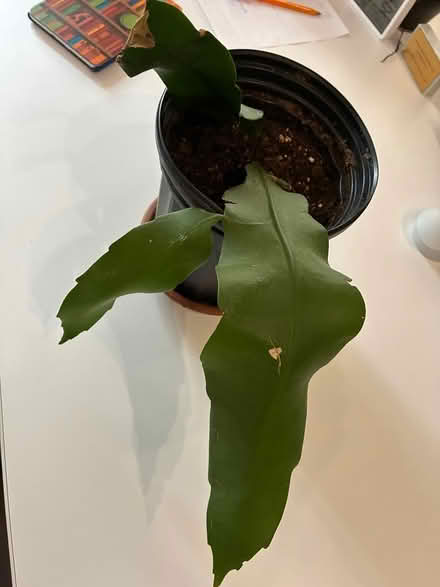 Photo of free House plants Old Bowie (Old Town Bowie) #1