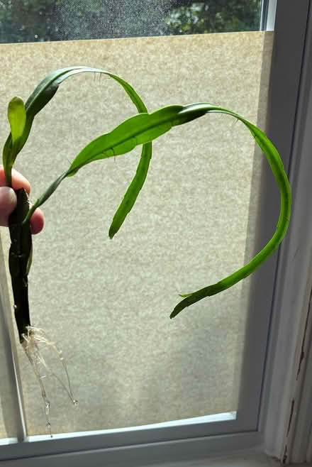 Photo of free House plants Old Bowie (Old Town Bowie) #2
