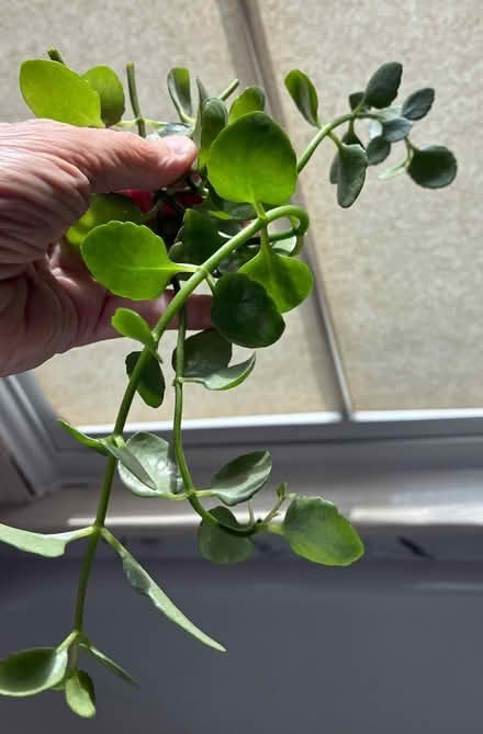Photo of free House plants Old Bowie (Old Town Bowie) #4