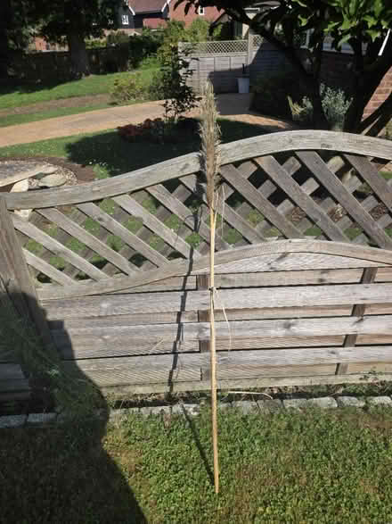 Photo of free Pampus Grass (Bovingdon) #2