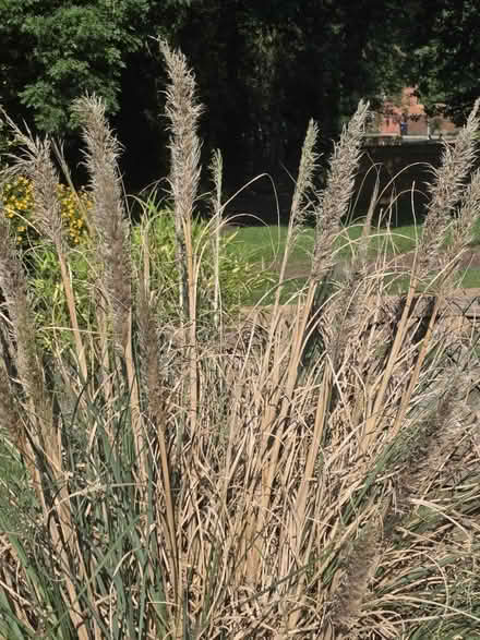 Photo of free Pampus Grass (Bovingdon) #1