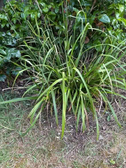 Photo of free Ornamental grass plant (Kennington OX1) #1