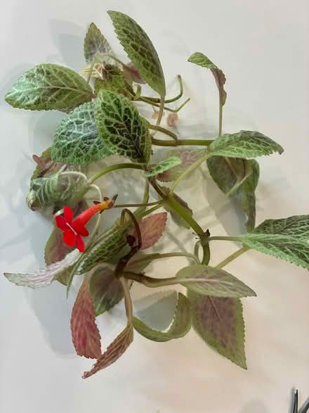 Photo of free House plants Old Bowie (Old Town Bowie) #3