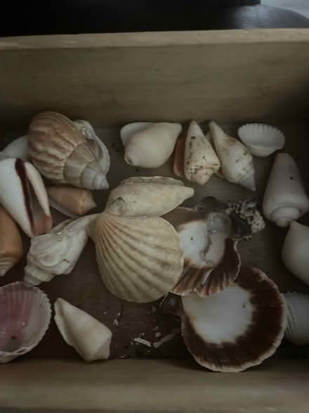 Photo of Shells (Chicago Heights) #1