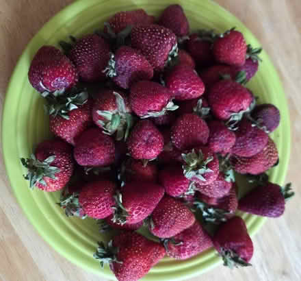 Photo of free Strawberries (Bernardo & Iowa, Sunnyvale) #1