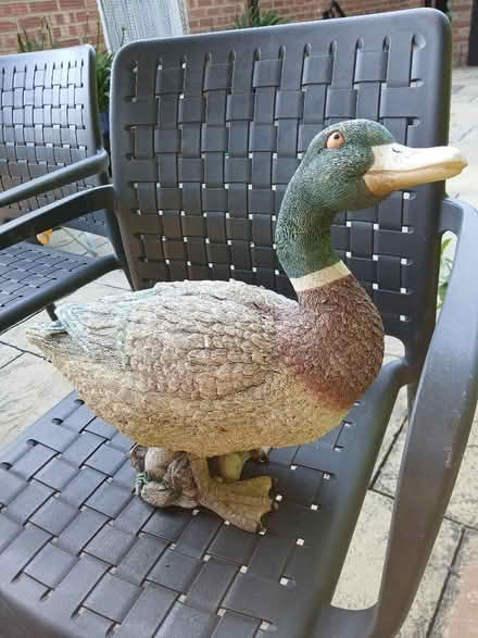 Photo of free Mallard Garden ornament (Tiptree CO5) #1