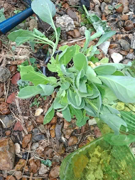 Photo of free Cabbage seedlings (Staines) #1