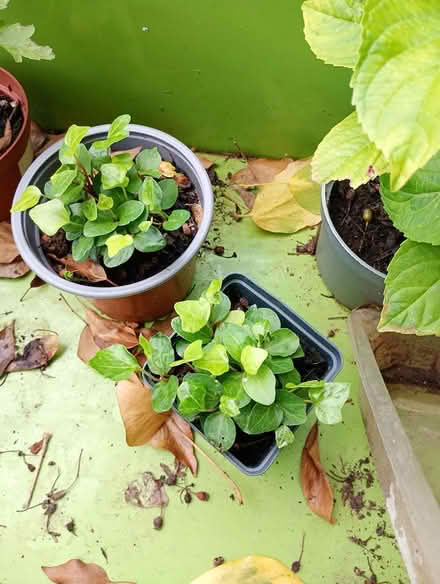 Photo of free Two pots of ivy seedlings (Cowley Oxford) #1