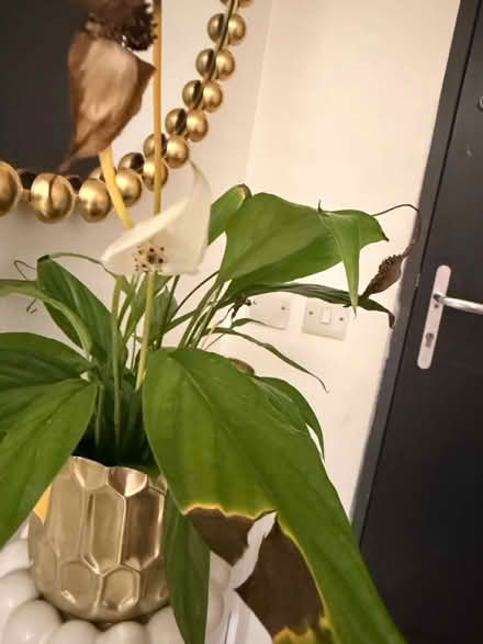 Photo of free plants (SE11) #1