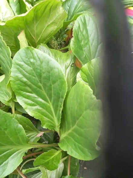 Photo of free Bergenia plants (elephant's ears) (burmantofts LS9) #1