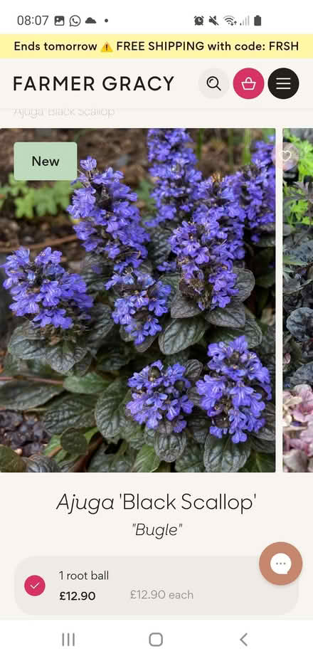 Photo of free Ajuga ground cover perennial (bugleweed) (Tilehurst RG31) #1