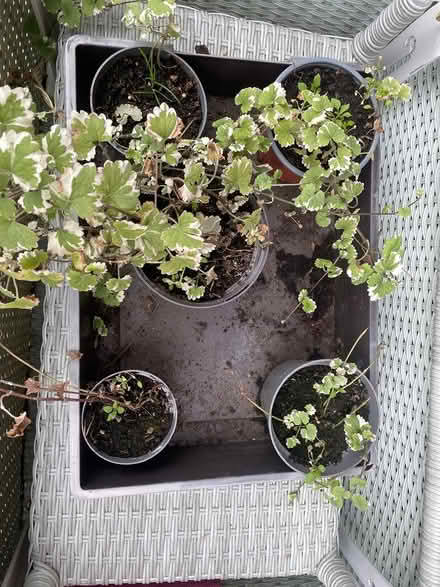 Photo of free Trailing Nepeta (Southbourne, PO10) #1