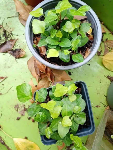Photo of free Two pots of ivy seedlings (Cowley Oxford) #2
