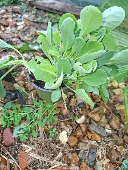 Photo of free Cabbage seedlings (Staines) #2