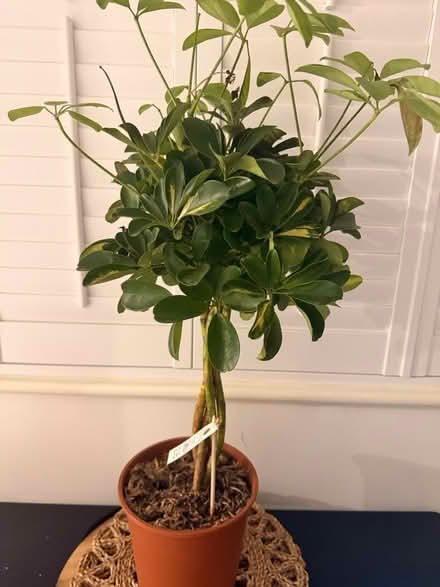 Photo of free plants (SE11) #4