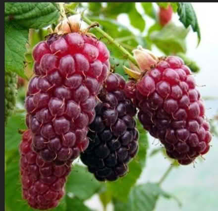 Photo of tayberry vine (Southeast Bothell) #1