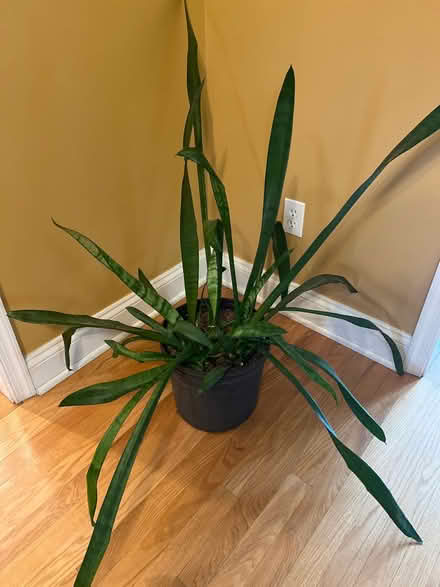 Photo of free Snake Plant (Broomall 19008) #1