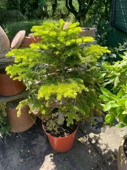 Photo of free Living Christmas tree (WR13 Berrow) #1