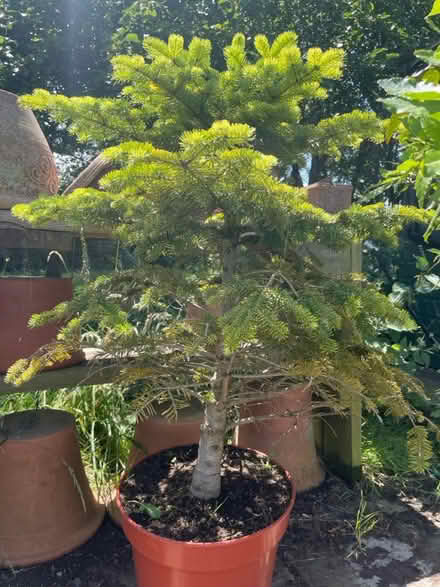 Photo of free Living Christmas tree (WR13 Berrow) #2