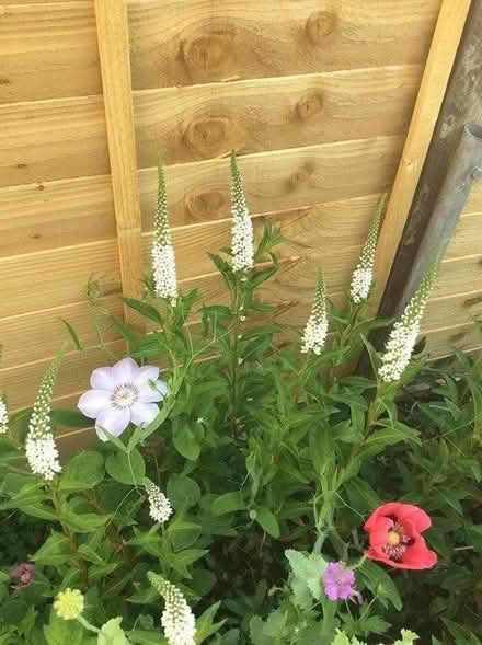 Photo of free White Lysmachia (Morden SM4) #2