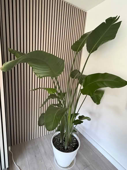 Photo of free Giant bird of paradise plant (Burgess Hill RH15) #1