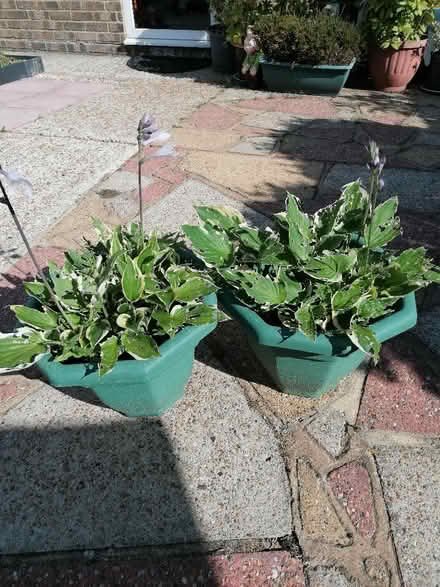 Photo of free Hostas (Langney BN23) #1