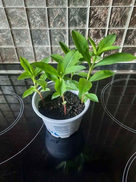 Photo of free White Lysmachia (4 seedlings) (Morden SM4) #3