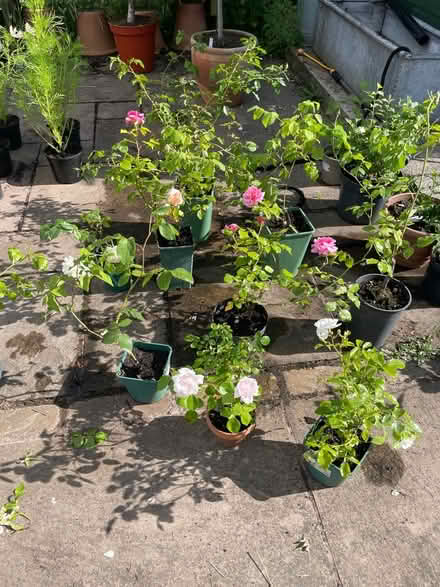 Photo of free Various roses (WR13 Berrow) #1
