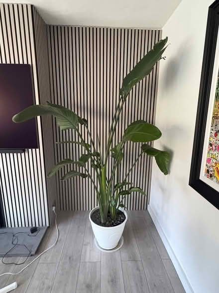 Photo of free Giant bird of paradise plant (Burgess Hill RH15) #2