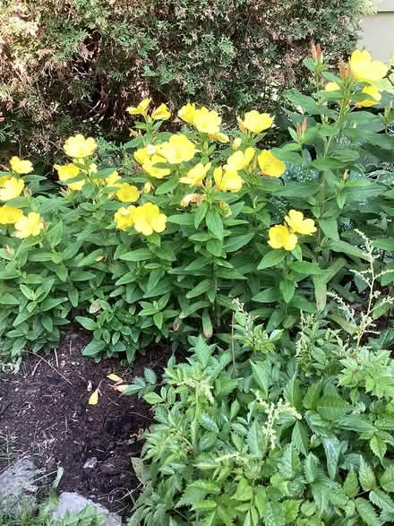 Photo of free Many different perennials (Beacon Hill Ottawa) #1