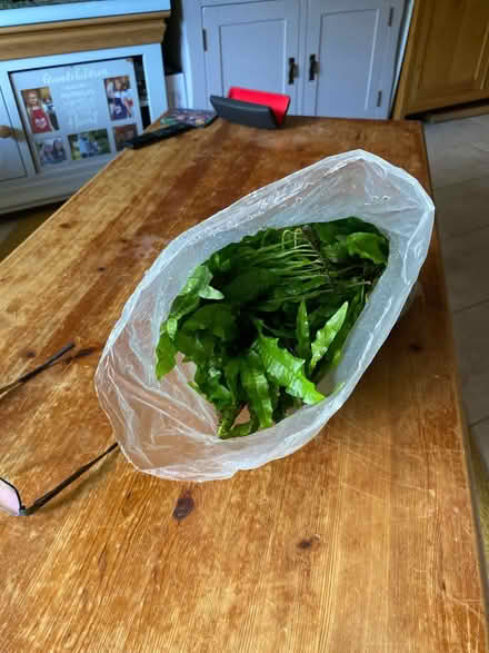 Photo of free Java fern (Aldershot) #1