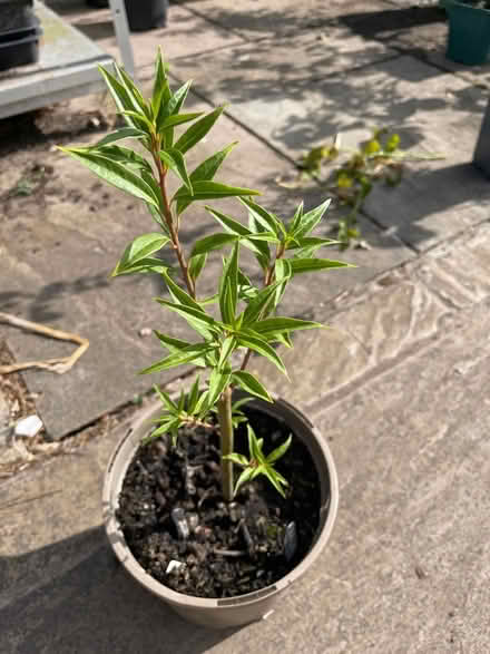 Photo of free Shrub (WR13 Berrow) #1