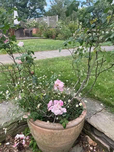 Photo of free Raubritter rose and Erigeron (WR13 Berrow) #1