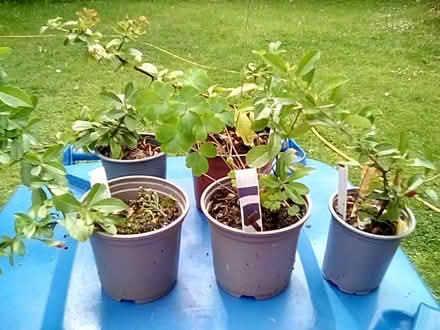 Photo of free 5 red pyracantha plants ready now (Derby DE23) #1