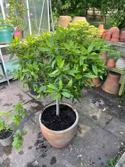 Photo of free Large bay tree (WR13 Berrow) #1
