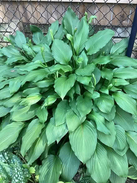 Photo of free Many different perennials (Beacon Hill Ottawa) #4